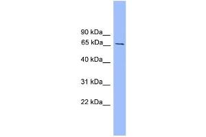 WB Suggested Anti-Smad4 Antibody Titration:  0. (SMAD4 antibody  (Middle Region))