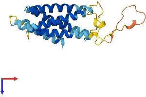 AlphaFold protein structure predicition of Human Recombinant NKAIN3 Protein, UniprotID Q8N8D7 (Na+/K+ Transporting ATPase Interacting 3 (NKAIN3) (AA 1-197) protein (His tag))