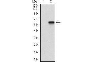 Western blot analysis using CD200 mAb against HEK293 (1) and CD200 (AA: Extra(56-257))-hIgGFc transfected HEK293 (2) cell lysate. (CD200 antibody  (AA 56-257))