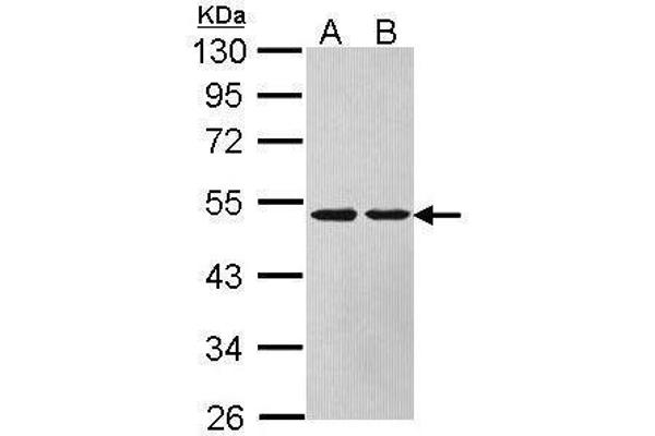 ASL antibody