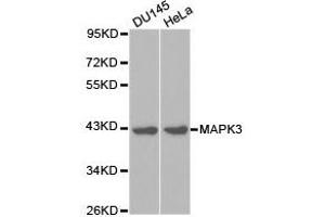 Western Blotting (WB) image for anti-Mitogen-Activated Protein Kinase 3 (MAPK3) antibody (ABIN1873627) (ERK1 antibody)
