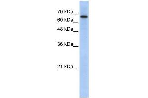 ARHGAP28 antibody used at 1 ug/ml to detect target protein.