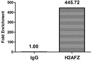 Immunohistochemistry (IHC) image for anti-H2A Histone Family, Member Z (H2AFZ) (acLys4) antibody (ABIN7139181)