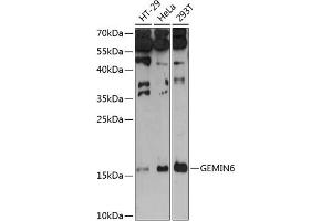 Western blot analysis of extracts of various cell lines, using GEMIN6 antibody (ABIN6132028, ABIN6141054, ABIN6141055 and ABIN6215987) at 1:3000 dilution. (GEMIN6 antibody  (AA 1-167))