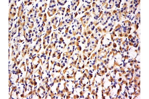 FBXO48 antibody  (AA 61-155)
