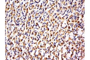 Formalin-fixed and paraffin embedded rat stomach labeled with Anti-FBXO48 Polyclonal Antibody, Unconjugated  at 1:500 followed by conjugation to the secondary antibody and DAB staining. (FBXO48 antibody  (AA 61-155))