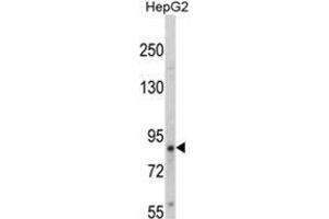 Western blot analysis of hTrkA-pY791 in HepG2 cell line lysates (35ug/lane).