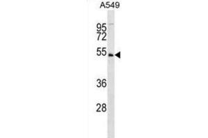 Western Blotting (WB) image for anti-U2AF Homology Motif (UHM) Kinase 1 (UHMK1) antibody (ABIN3003659)