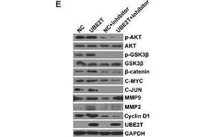 Western Blotting (WB) image for anti-Jun Proto-Oncogene (JUN) (AA 1-70) antibody (ABIN1513116)