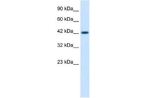 WB Suggested Anti-ZP3 Antibody Titration:  0. (Zona Pellucida Glycoprotein 3 antibody  (C-Term))