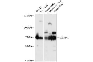 Western blot analysis of extracts of various cell lines, using SLC32 antibody (2610) at 1:1000 dilution. (SLC32A1 antibody  (AA 1-120))