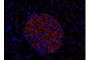 Indirect immunostaining of PFA-fixed paraffin embedded mouse pancreas section (dilution 1 : 200). (RAB3D antibody  (AA 3-16))