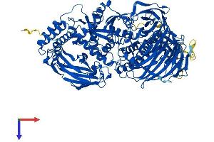 Mannosidase, Alpha, Class 2C, Member 1 (MAN2C1) (AA 1-1040) protein (His tag)