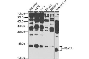 Western blot analysis of extracts of various cell lines, using PE antibody (ABIN6132375, ABIN6145424, ABIN6145425 and ABIN6225293) at 1:1000 dilution. (PEA15 antibody  (AA 1-130))