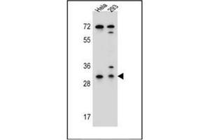Western blot analysis of Ephrin-B2  Antibody in Hela,293 cell line lysates (35ug/lane).