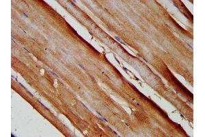 IHC image of ABIN7159962 diluted at 1:200 and staining in paraffin-embedded human skeletal muscle tissue performed on a Leica BondTM system. (SLC25A37 antibody  (AA 1-44))