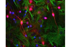 Neuron-glia cell culture stained with ABIN1842269 (red),’s monoclonal antibody to GFAP MCA-5C10 (green) and DNA (blue). (VSNL1 antibody)