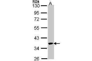 WB Image Sample (30 ug of whole cell lysate) A: 293T 10% SDS PAGE antibody diluted at 1:1000 (SPOP-B antibody  (Center))