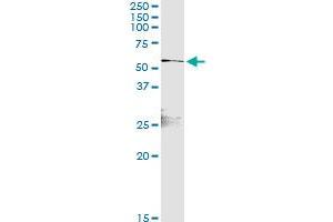 Immunoprecipitation of RELB transfected lysate using anti-RELB MaxPab rabbit polyclonal antibody and Protein A Magnetic Bead , and immunoblotted with RELB purified MaxPab mouse polyclonal antibody (B01P) . (RELB antibody  (AA 1-579))