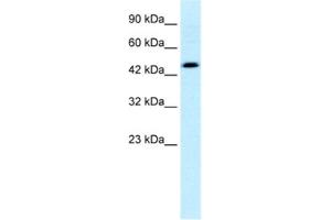Western Blotting (WB) image for anti-Calreticulin (CALR) antibody (ABIN2460177) (Calreticulin antibody)