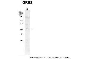 Sample Type: 2. (GRB2 antibody  (N-Term))