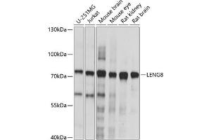 Western blot analysis of extracts of various cell lines, using LENG8 antibody (ABIN7268240) at 1:1000 dilution. (LENG8 antibody  (AA 101-319))