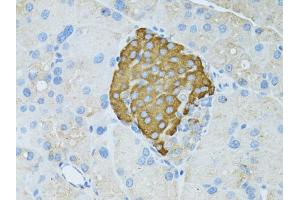 Immunohistochemistry of paraffin-embedded rat pancreas using TEFM antibody. (TEFM antibody)
