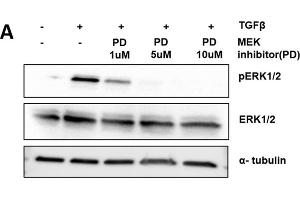 Western Blotting (WB) image for anti-alpha Tubulin (TUBA1) (C-Term) antibody (ABIN964563)