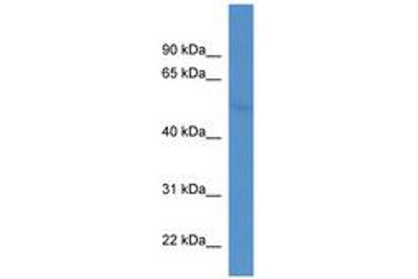 CORO2B antibody  (AA 275-324)