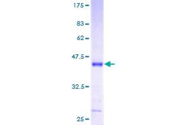 MRPS12 Protein (AA 1-138) (GST tag)