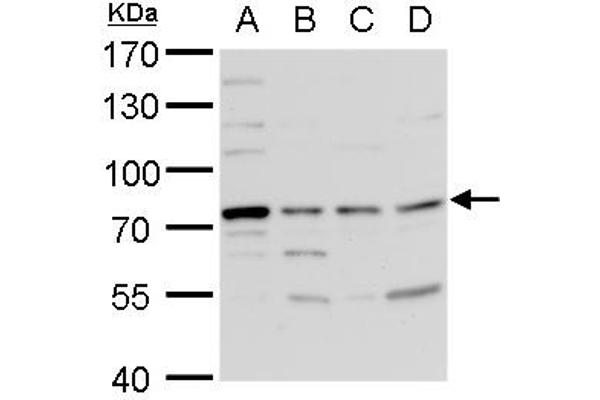 TDP1 antibody