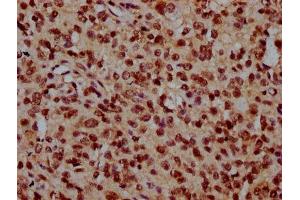TMEM48 antibody  (AA 385-517)