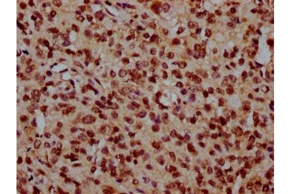 TMEM48 antibody  (AA 385-517)