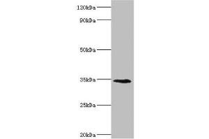 Western blot All lanes: Lymphatic vessel endothelial hyaluronic acid receptor 1 antibody at 8 μg/mL + Mouse liver tissue Secondary Goat polyclonal to rabbit IgG at 1/10000 dilution Predicted band size: 35 kDa Observed band size: 35 kDa (LYVE1 antibody  (AA 20-238))