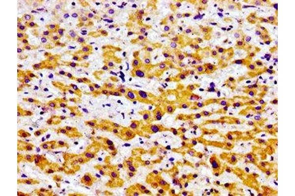 USP9X antibody  (C-Term)