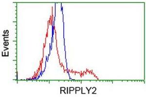HEK293T cells transfected with either RC220725 overexpress plasmid (Red) or empty vector control plasmid (Blue) were immunostained by anti-RIPPLY2 antibody (ABIN2453597), and then analyzed by flow cytometry. (RIPPLY2 antibody)