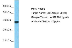 Host: Rabbit Target Name: DKFZp686F20250 Sample Type: HepG2 Whole Cell lysates Antibody Dilution: 1. (DKFZp686F20250 (C-Term) antibody)