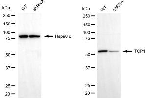 Western blotting analysis using TCP1 antibody (ABIN7800501).