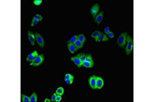 Immunofluorescent analysis of HepG2 cells using ABIN7146224 at dilution of 1:100 and Alexa Fluor 488-congugated AffiniPure Goat Anti-Rabbit IgG(H+L) (N-Cadherin antibody  (AA 746-906))