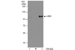 IP Image Immunoprecipitation of KHS protein from 293T whole cell extracts using 5 μg of KHS antibody, Western blot analysis was performed using KHS antibody, EasyBlot anti-Rabbit IgG  was used as a secondary reagent. (MAP4K5 antibody)