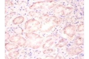 Immunohistochemistry of paraffin-embedded human kidney tissue using ABIN7155434 at dilution of 1:100 (Histone H3.3 antibody  (AA 2-136))