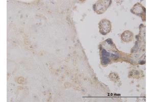 Immunoperoxidase of monoclonal antibody to DCTD on formalin-fixed paraffin-embedded human placenta. (DCMP Deaminase (DCTD) (AA 69-178) antibody)