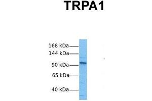 Host:  Rabbit  Target Name:  TRPA1  Sample Tissue:  Human HepG2  Antibody Dilution:  1. (TRPA1 antibody  (Middle Region))