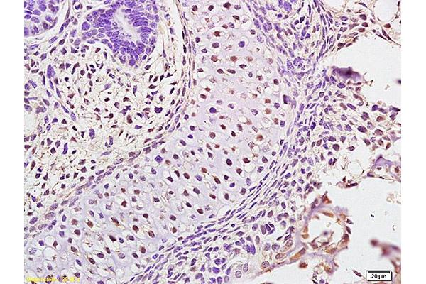 ATAD5 antibody  (AA 1151-1250)