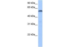 Western Blotting (WB) image for anti-Paired Box 3 (PAX3) antibody (ABIN2460469) (Paired Box 3 antibody)
