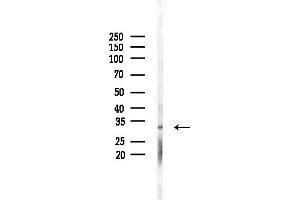 Western blot analysis of lysates from Mouse testis, using ESD Antibody at 1/1000 dilution.