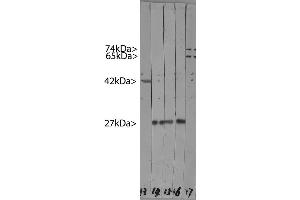 Western blots of HeLa cell crude extracts. (HSP27 antibody)