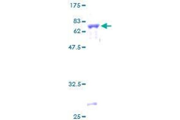 SIRT3 Protein (AA 1-399) (GST tag)