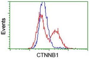 HEK293T cells transfected with either RC208947 overexpress plasmid (Red) or empty vector control plasmid (Blue) were immunostained by anti-CTNNB1 antibody (ABIN2454136), and then analyzed by flow cytometry. (CTNNB1 antibody)