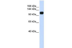 WB Suggested Anti-KIAA0692 Antibody Titration: 0. (ANKLE2 antibody  (Middle Region))